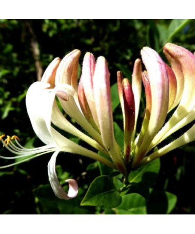 Pomerānijas sausserdis SMAŽS pods, 4L