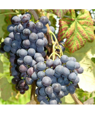 Vynuogė 'Alden' P9/C1