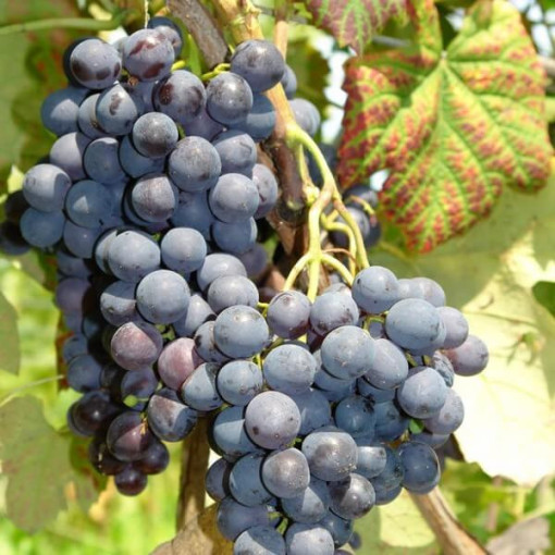 Vynuogė 'Alden' P9/C1