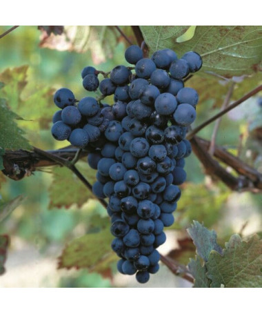 Vynuogė 'Alden' P9/C1