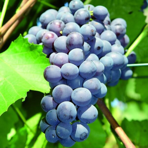 Vīnkoks 'Agat Donskij' P9/C1