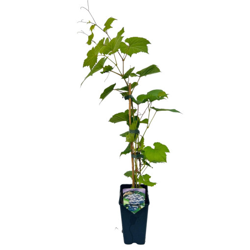 Vīnkoks 'Agat Donskij' P9/C1