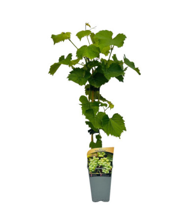 Vīnkoks 'Adalmiina' P9/C1