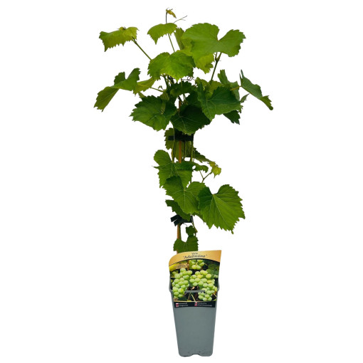 Vīnkoks 'Adalmiina' P9/C1