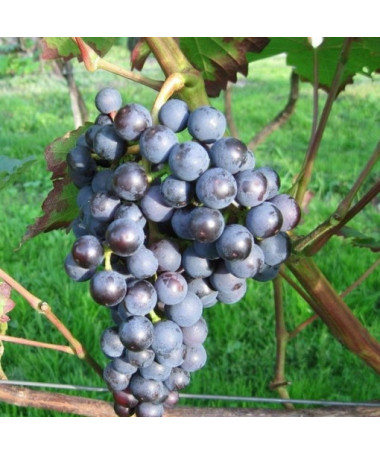 Vynuogė 'Dornfelder' P9/C1