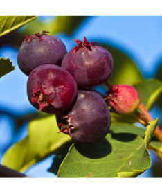 Lamarcko medlieva (Amelanchier lamarckii) P9/C1