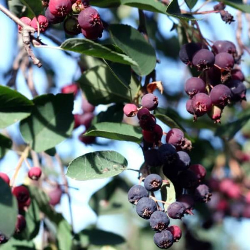 Lamarcko medlieva (Amelanchier lamarckii) P9/C1