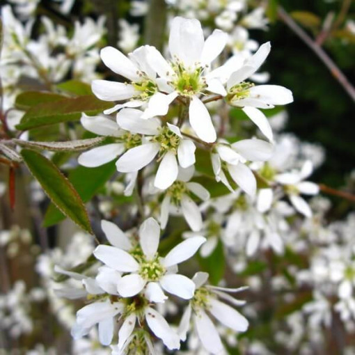 Lamarcko medlieva (Amelanchier lamarckii) P9/C1