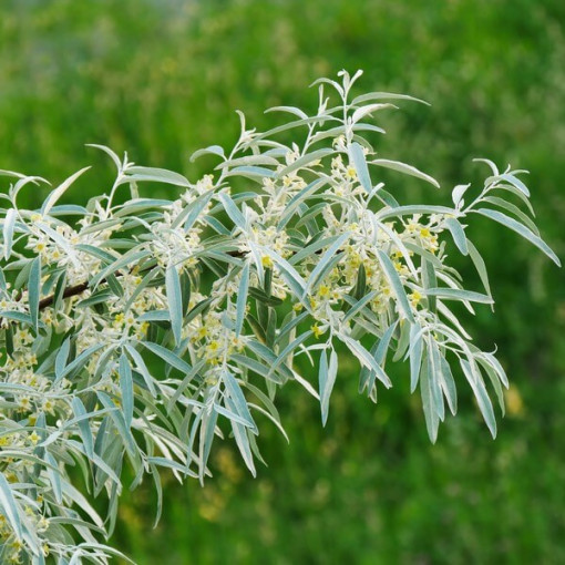 Siauralapis šaltalankis / patinas