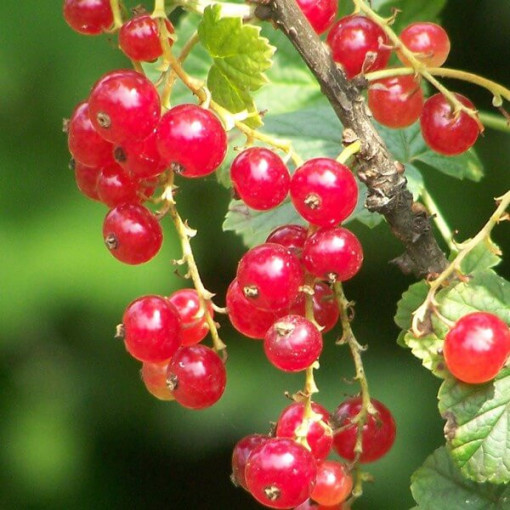 Sarkanais jāņogas 'Jonkheer van Tets' P9/C1