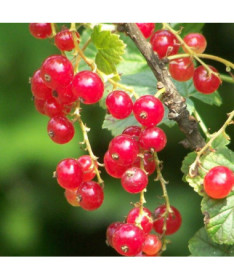 Sarkanais jāņogas 'Jonkheer van Tets' P9/C1