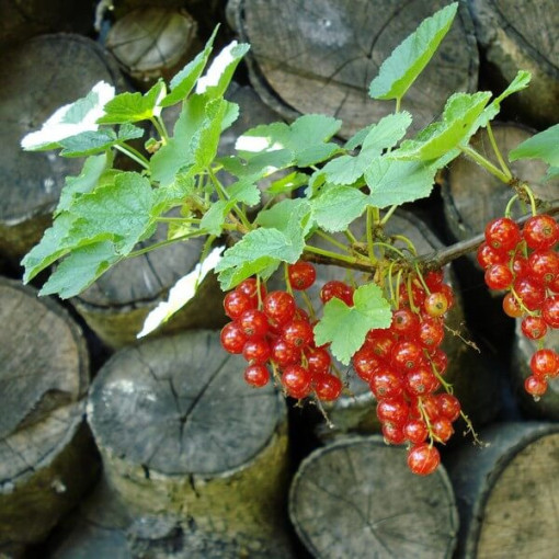Sarkanais jāņogas 'Jonkheer van Tets' P9/C1