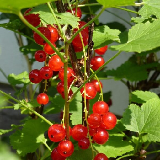 Sarkanais jāņogas 'Jonkheer van Tets' P9/C1