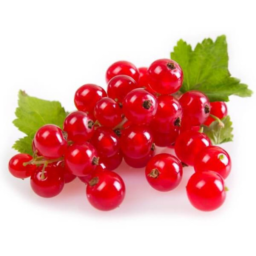 Sarkanais jāņogas 'Jonkheer van Tets' P9/C1