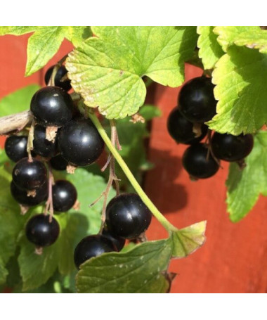 Melnā jāņoga 'Titania' P9/C1