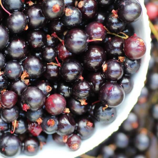 Melnā jāņoga 'Titania' P9/C1