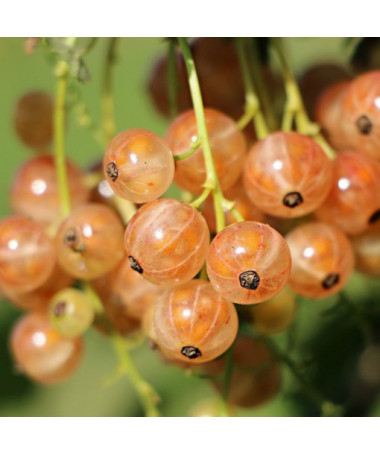 Baltā jāņoga no 'Jüterbog' P9/C1