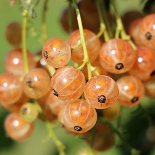 Baltā jāņoga no 'Jüterbog' P9/C1
