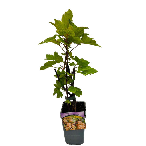 Baltā jāņoga no 'Jüterbog' P9/C1