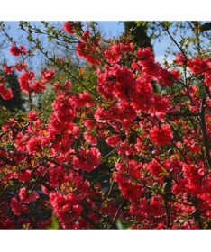 Japānas cidonija 'Sargentii' P9/C1