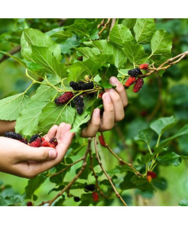 Melnā zīdkoka ogulājs P9/C1