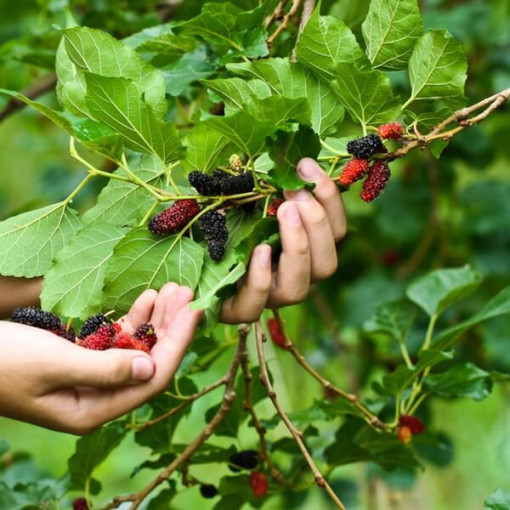 Melnā zīdkoka ogulājs P9/C1