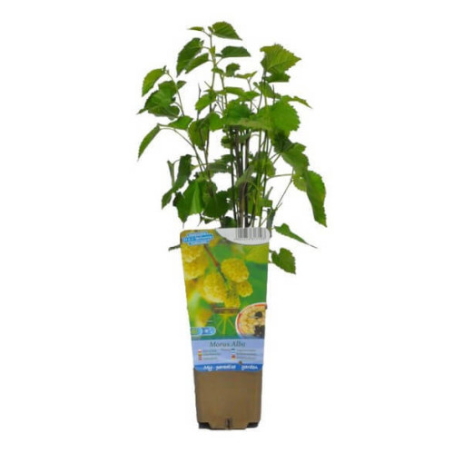 Baltā zīdkoka ogulājs P9/C1