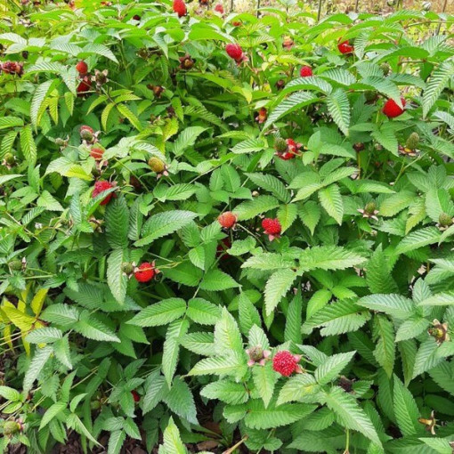 Zemeņu-aveņu hibrīds P9/C1