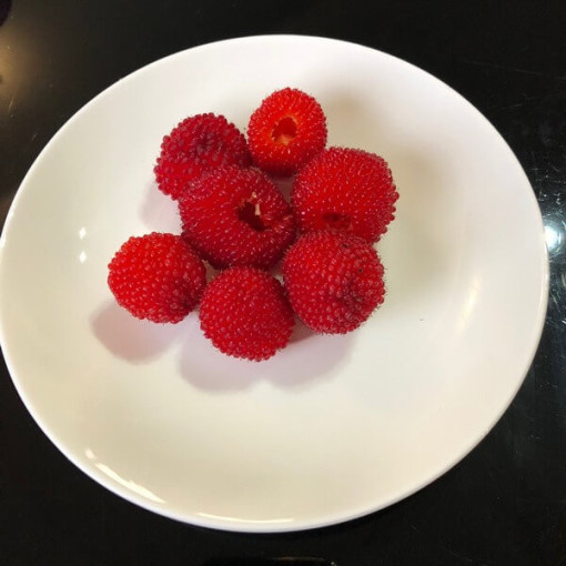 Zemeņu-aveņu hibrīds P9/C1