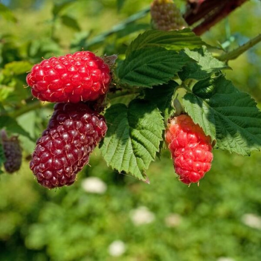 Tajogas 'Medana' P9/C1