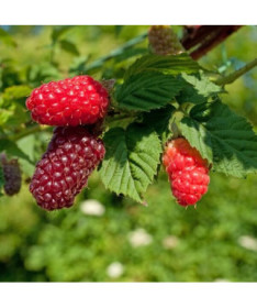 Tajogas 'Medana' P9/C1