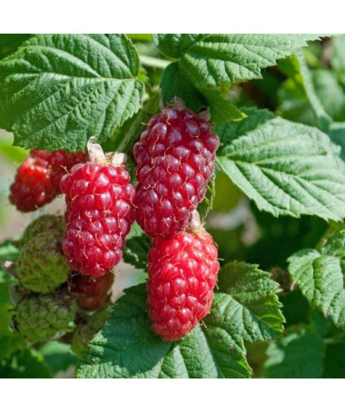 Tajogas 'Medana' P9/C1