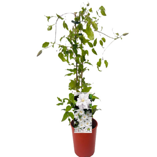 Clematis 'Isago' tilp. 4L