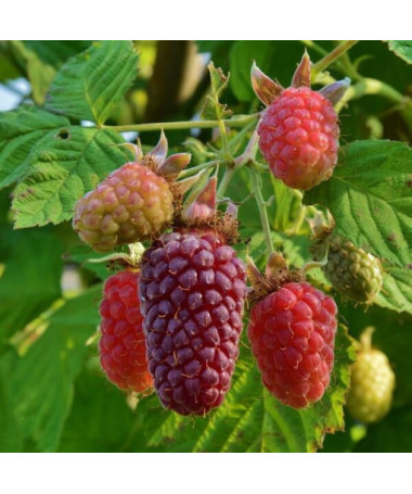 Bezērkšķu kazenes-avenes hibrīds 'Loganberry' P9/C1
