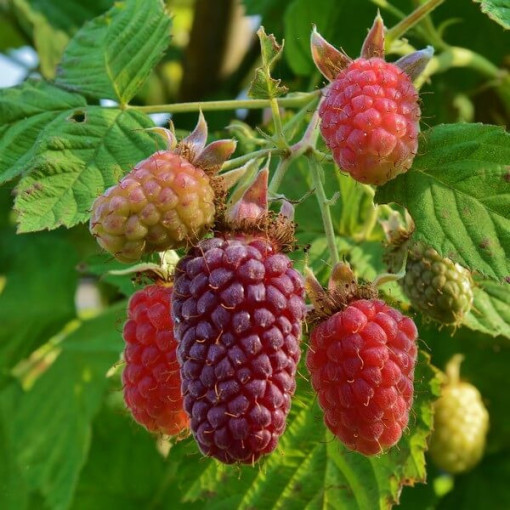 Bezērkšķu kazenes-avenes hibrīds 'Loganberry' P9/C1