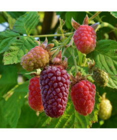 Bezērkšķu kazenes-avenes hibrīds 'Loganberry' P9/C1