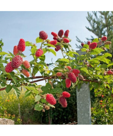 Bezērkšķu kazenes-avenes hibrīds 'Loganberry' P9/C1