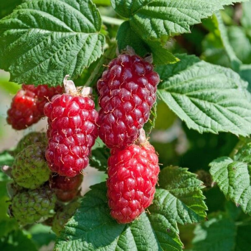 Bezērkšķu kazenes-avenes hibrīds 'Loganberry' P9/C1