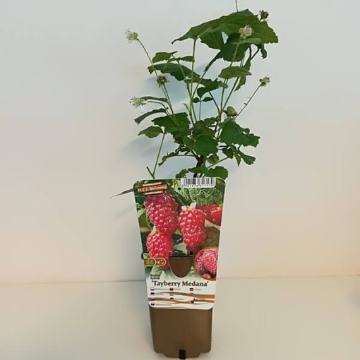 Bezērkšķu kazenes-avenes hibrīds 'Loganberry' P9/C1