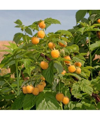 Dzeltenā avene 'Golden Queen' P9/C1