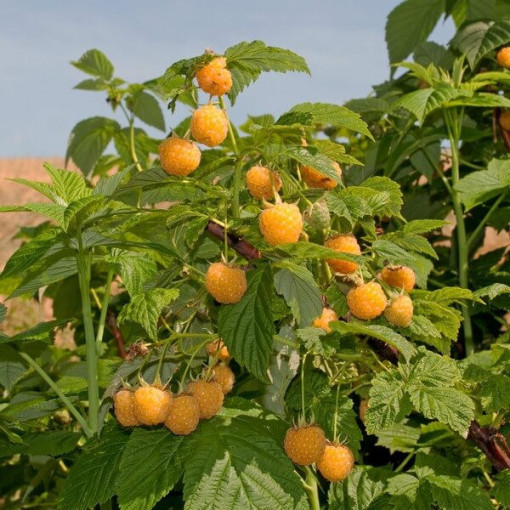 Dzeltenā avene 'Golden Queen' P9/C1