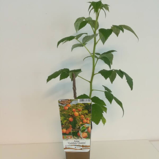 Dzeltenā avene 'Golden Queen' P9/C1