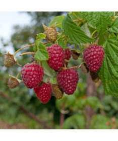 Sarkanā avene 'Zewa' P9/C1