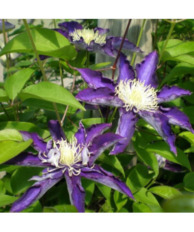 Clematis Hakuookan (lielziedu) tilp. 4L