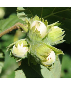 Parastā lazdas (Corylus avellana) P9/C1