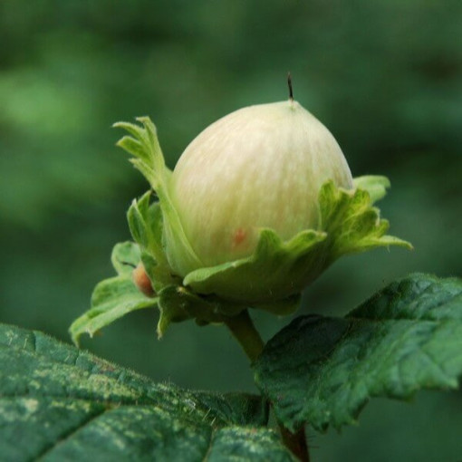 Parastā lazdas (Corylus avellana) P9/C1