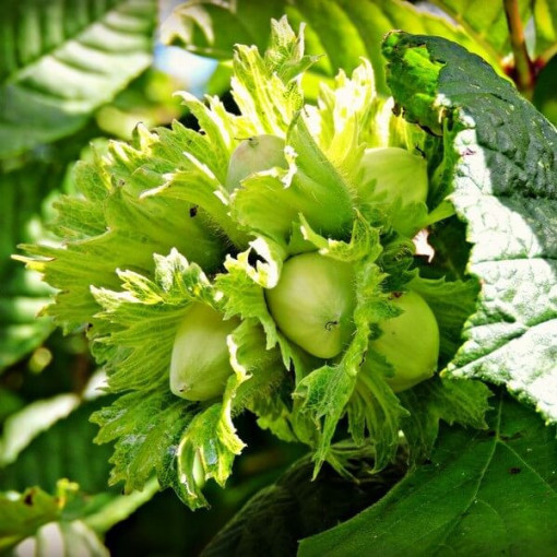 Parastā lazdas (Corylus avellana) P9/C1