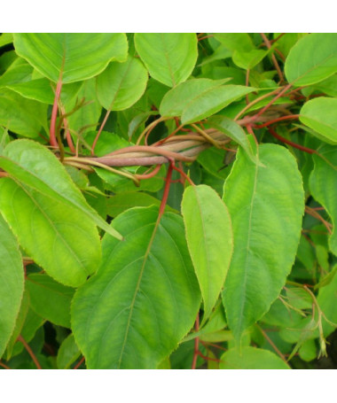 Kivi Aktinīdija Apputeksnētājs Weiki (asu lapu) VĪRIEŠAIS P9/C1