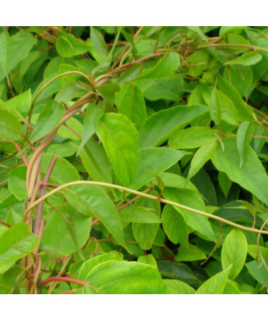 Kivi Aktinīdija Apputeksnētājs Weiki (asu lapu) VĪRIEŠAIS P9/C1