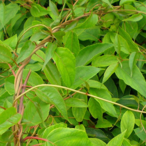 Kivi Aktinīdija Apputeksnētājs Weiki (asu lapu) VĪRIEŠAIS P9/C1